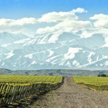 Expanse of vineyard at foot of the snowy Andes. Mendoza, Argentina.