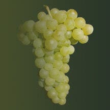 Gouais Blanc grapes on a designed background